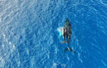 Maui Ocean Charters13