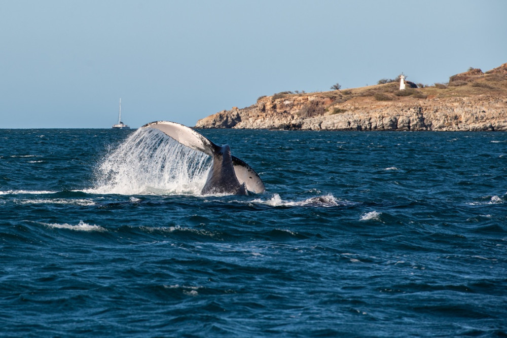 Maui Ocean Charters