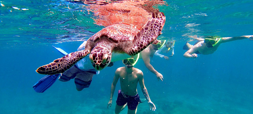 VIP Snorkeling in Vieques