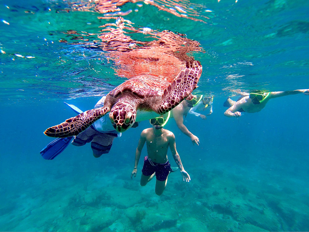 Private VIP Snorkeling With Sea Turtles and Coral Reef Exploration