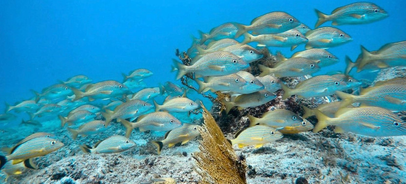 Private Snorkeling Tour in Vieques