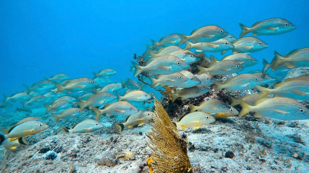 Group Snorkeling Tour with Sea Turtles and Coral Reef