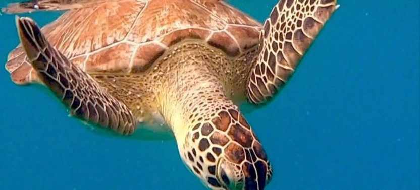 Private Snorkeling Tour in Vieques