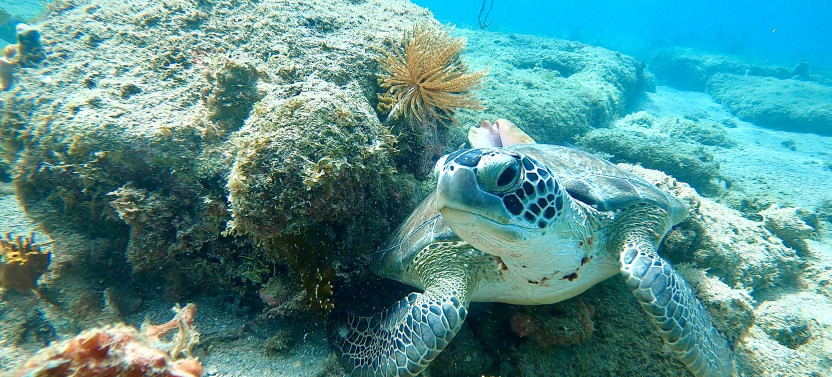 Private Snorkeling Tour in Vieques
