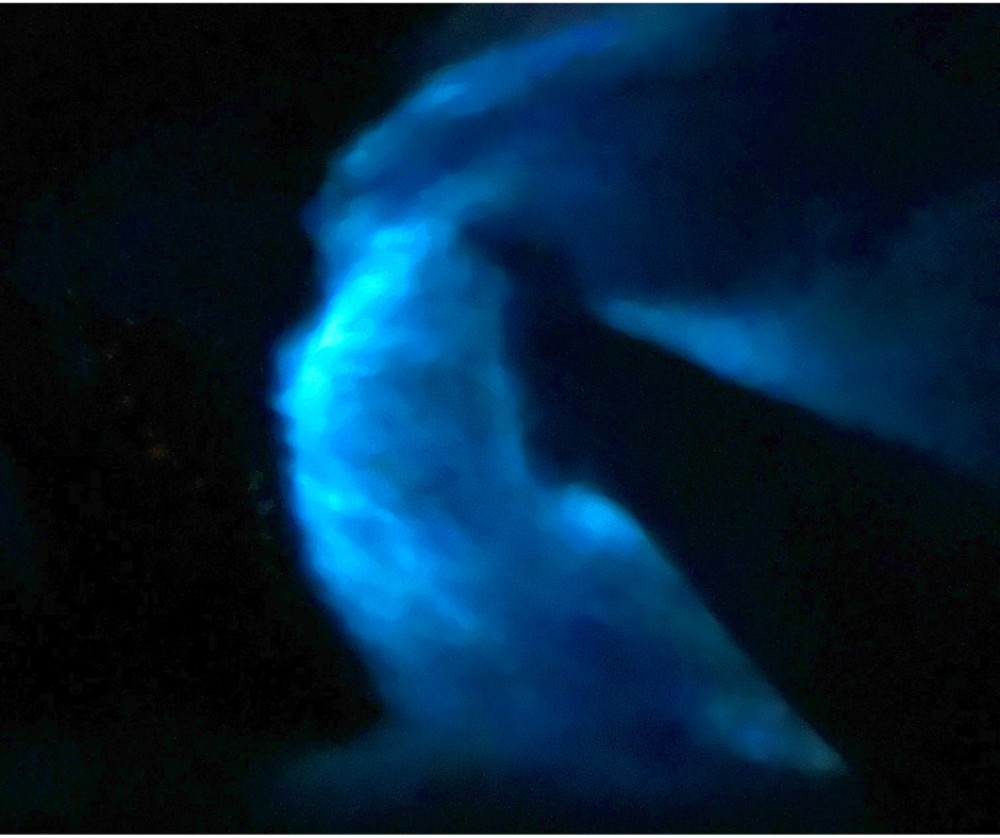 Private Sunset Boat Charter with Glass-Bottom Bio Bay Kayaking