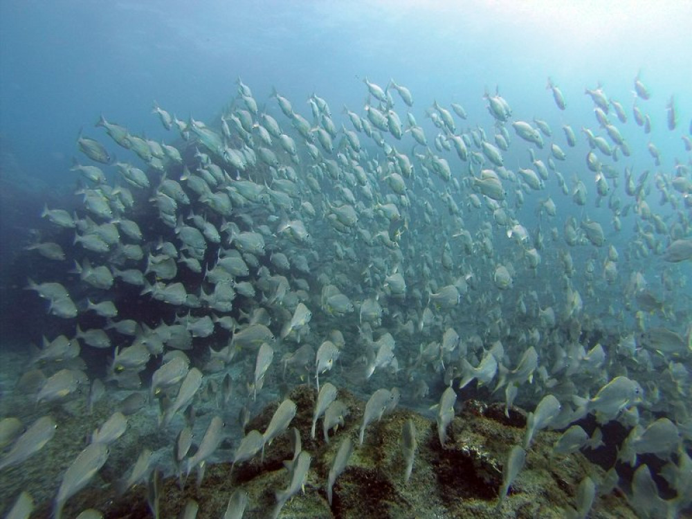 Diving & Kayaking Atlantis