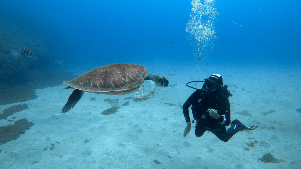 PADI Diving Course: Scuba Diver Padi