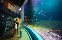 Interactive Aquarium Cancun: Ride