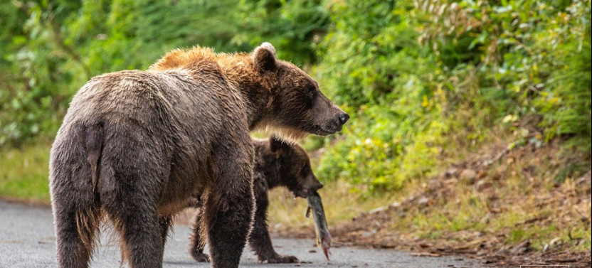 Chilkoot Lake Nature and Wildlife Viewing from Skagway