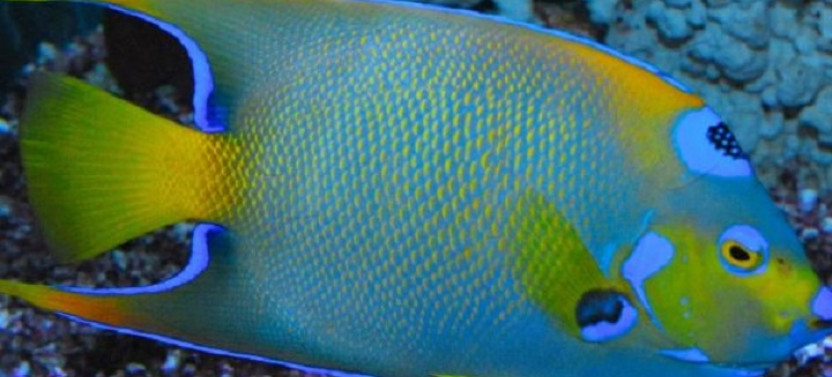 Key West Aquarium