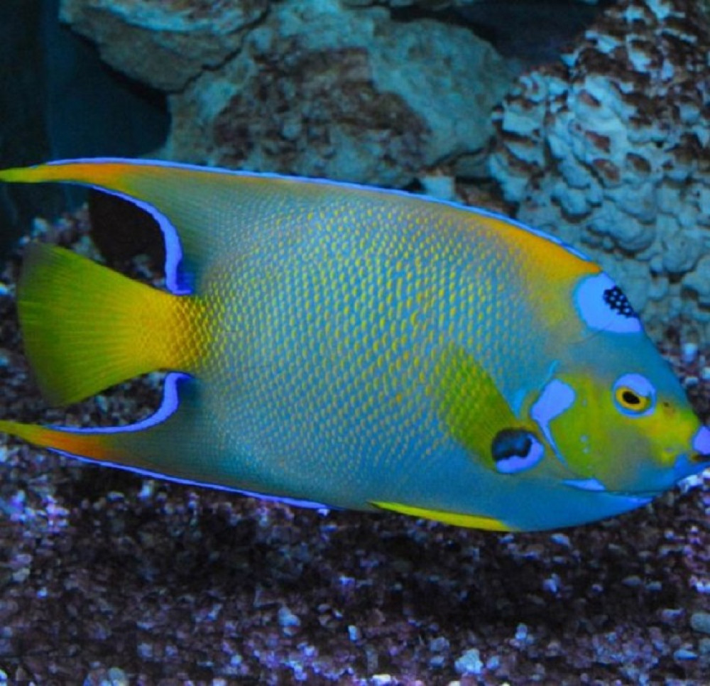 Key West Aquarium Key West Project Expedition