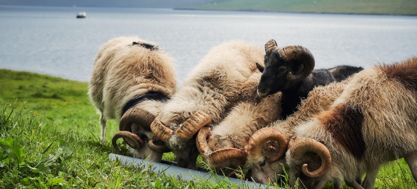 Faroese Cooking Class And Sheep Farm Tour with Berghild