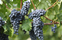 Carmine’s See Amalfi Coast in Italy4