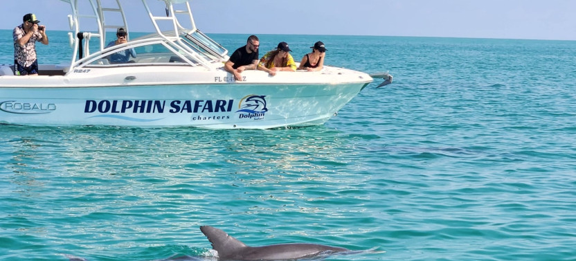 Dolphin Watching Tours & Snorkeling