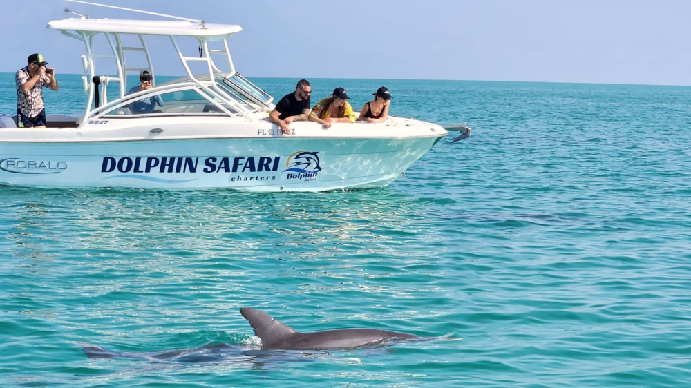 Dolphin Watching & Snorkeling