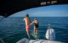 Dolphin Safari Charters4