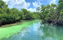 Dolphin Safari Charters4