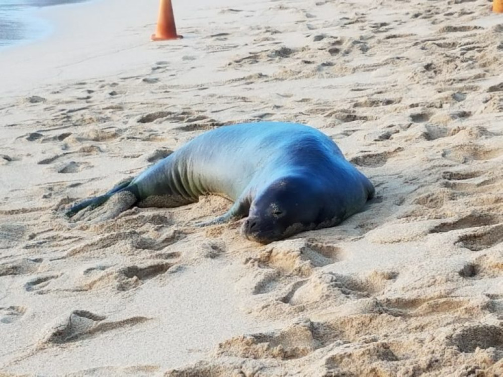 Customized Hanauma Bay Package with Honolulu Zoo