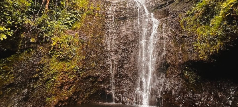 Maui's Sea Turtles & Waterfalls: Taste of Hana Guided Tour
