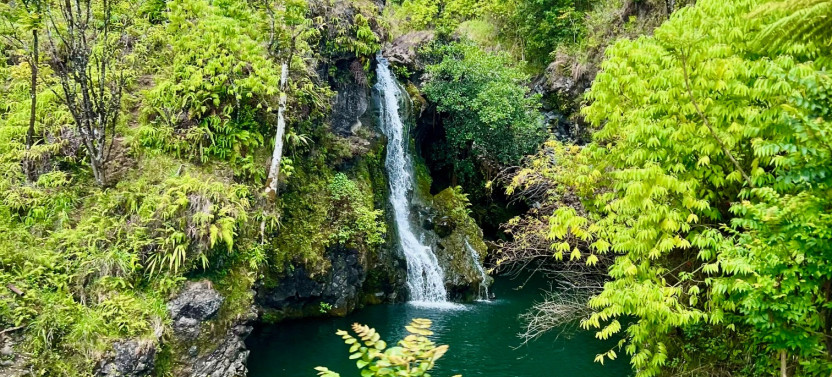 Maui's Sea Turtles & Waterfalls: Taste of Hana Guided Tour