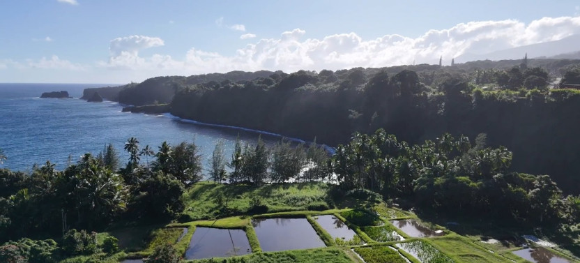 Private Maui’s Sea Turtles, Waterfalls and Taste of Hana Adventure