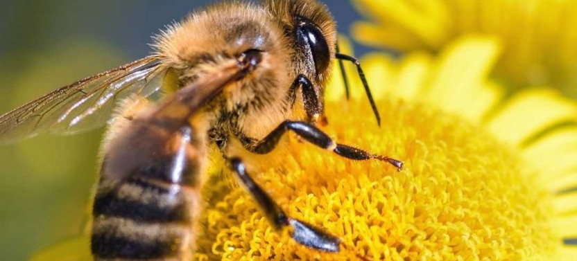 E-Bike Bee Tour with Tastings, Lunch & Audio Guide