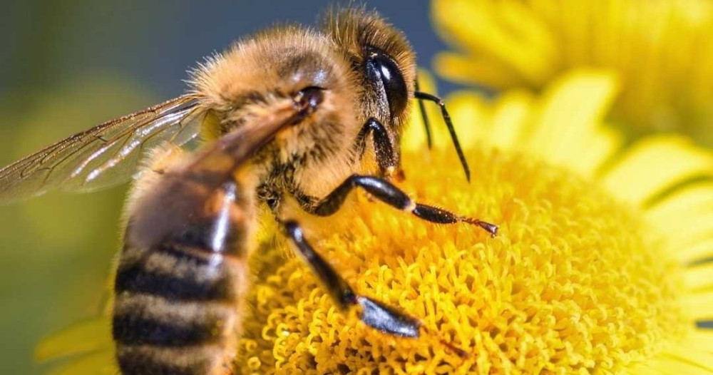 E-Bike Bee Tour with Tastings, Lunch & Audio Guide