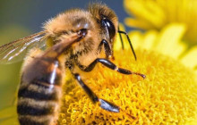 Lakeside Eco-Sports1