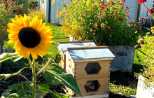 Lakeside Eco-Sports6