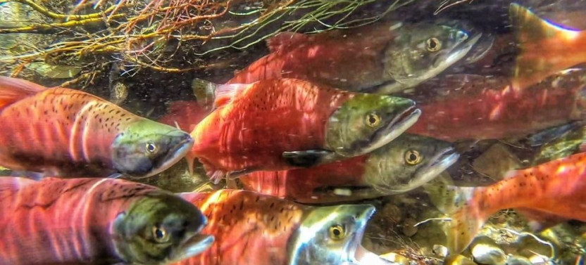 Self-Guided E-Bike Salmon Adventure
