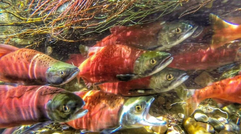 Self-Guided E-Bike Salmon Adventure