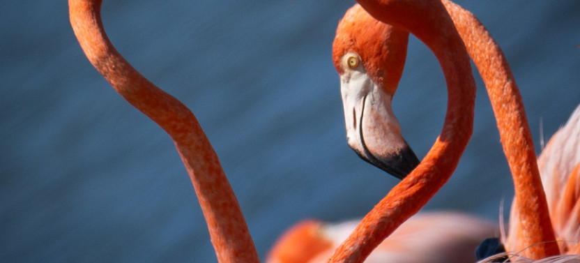 Private North Bonaire Island Tour with Scenic Highlights