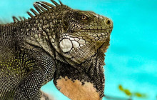 Private Guided Tours Bonaire14