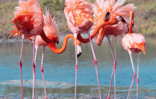 Private Guided Tours Bonaire16