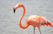 Private Guided Tours Bonaire22