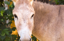 Private Guided Tours Bonaire25