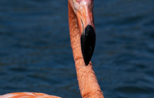 Private Guided Tours Bonaire16