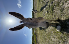 Private Guided Tours Bonaire20