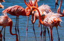 Private Guided Tours Bonaire9