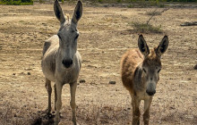 Private Guided Tours Bonaire25