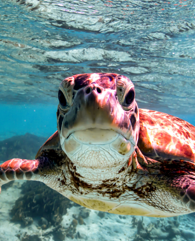 Private South Bonaire Island & Snorkeling tour