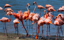 Private Guided Tours Bonaire13