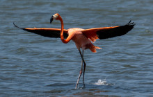 Private Guided Tours Bonaire22