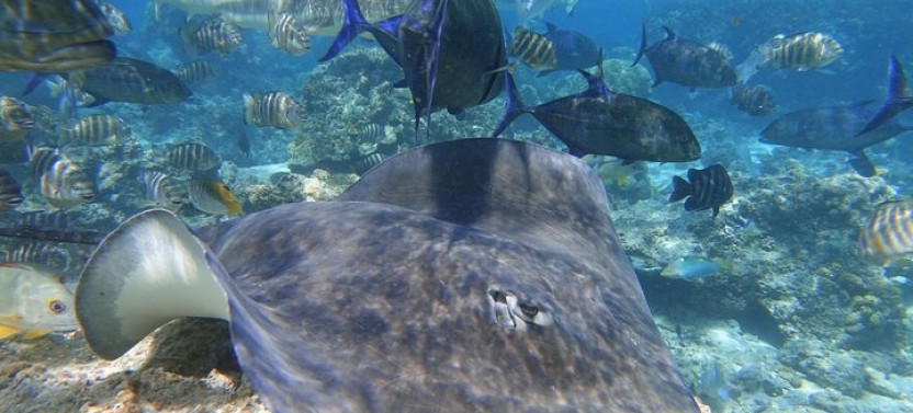 Sea Scooter Jet Snorkeling Reef Adventure