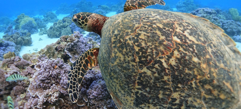 Private Afternoon Boat & Snorkeling Tour