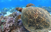 Moorea Water Games12