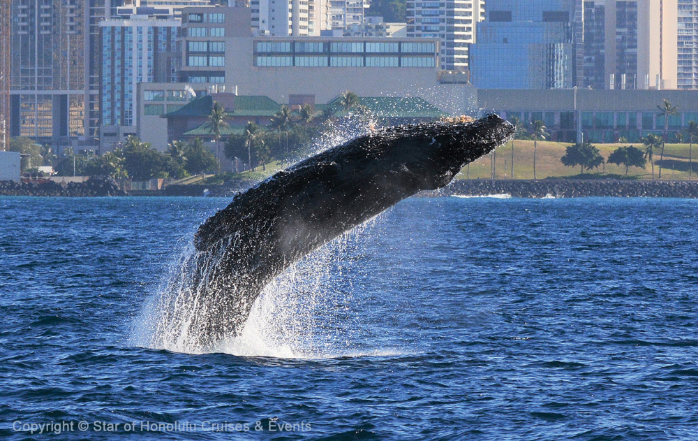 Early Bird Whale Watch