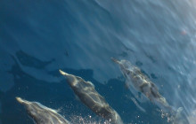 Dali Tours Zakynthos15