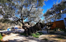 Dali Tours Zakynthos21