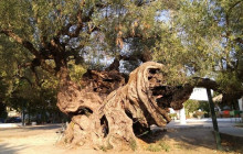 Dali Tours Zakynthos10